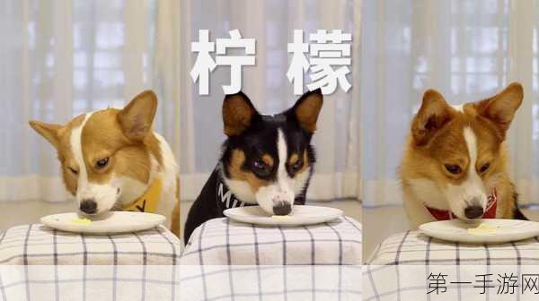 黑料网avh,趣味生活小视频