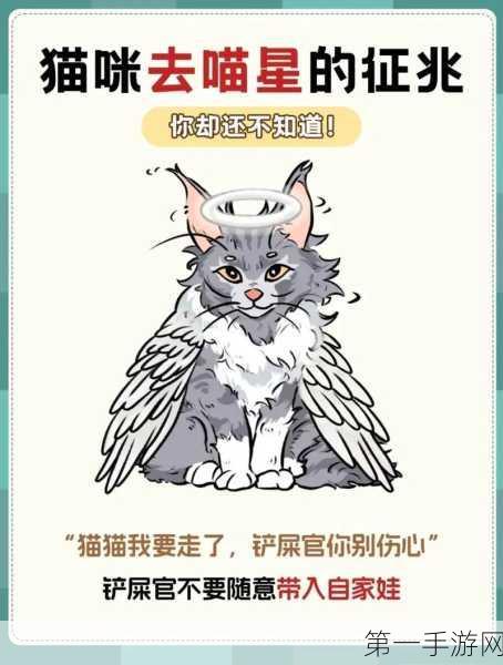 喵星人绝育后佛系生活开启🐱✨