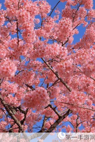 妄想山海芙蓉花寻觅指南🌸