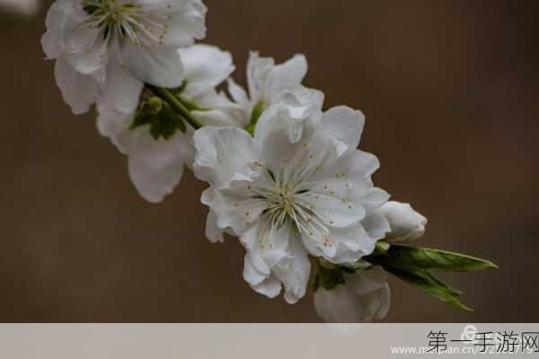 剑侠情缘手游，商会采花玩法全攻略🌸