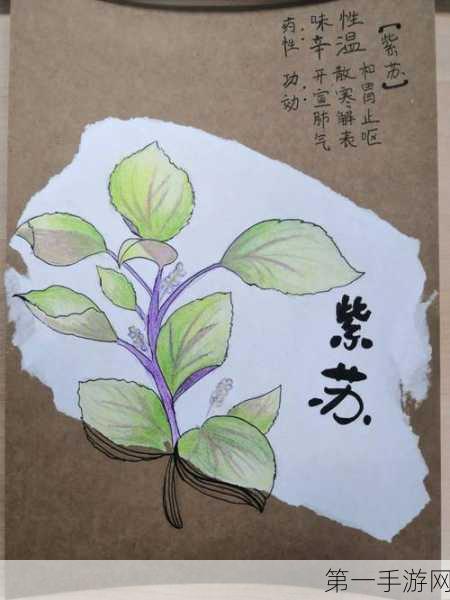 小森生活，探秘自然工艺之旅🌿