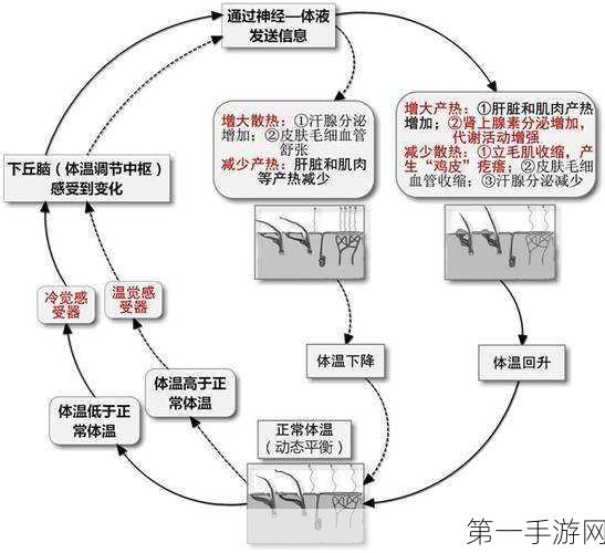 揭秘神经网络自我调整奥秘，突触可塑性与STDP机制🧠