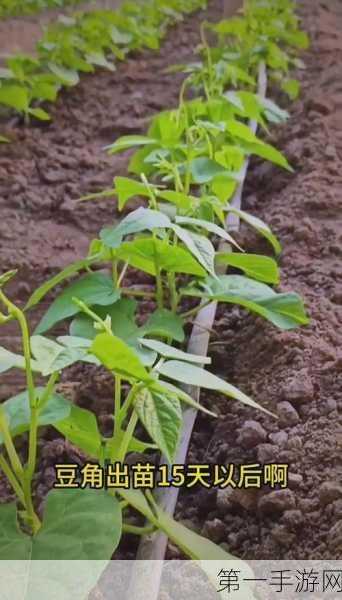 豆角季来袭！北方人夏季餐桌挑战再升级🌱