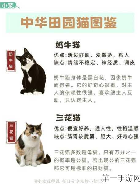 探索猫隐丹青，趣味玩法大揭秘