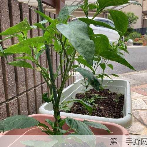 创造与魔法，辣椒刷新机制全揭秘🌶️