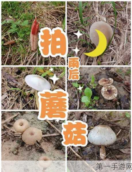 边境之旅蘑菇获取攻略大揭秘🍄