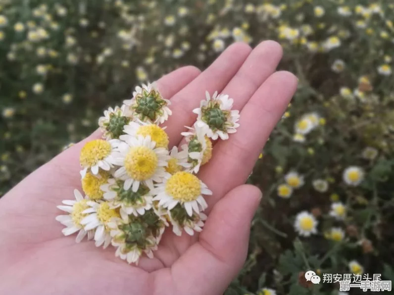 探索无限暖暖，轻松采集小棉菊秘籍