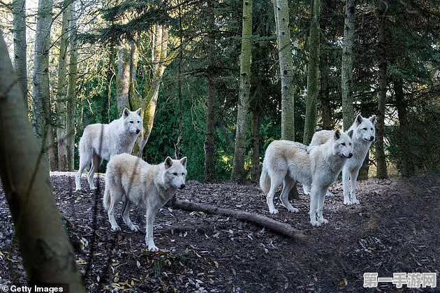 动物园之星围栏删除秘籍大公开🐾