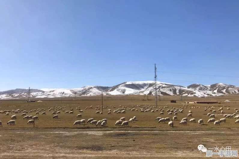 畅玩，赶绵羊通关秘籍大公开