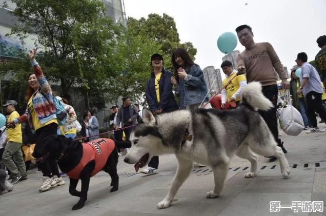 火炬之光手游，宠物培养全攻略🐾