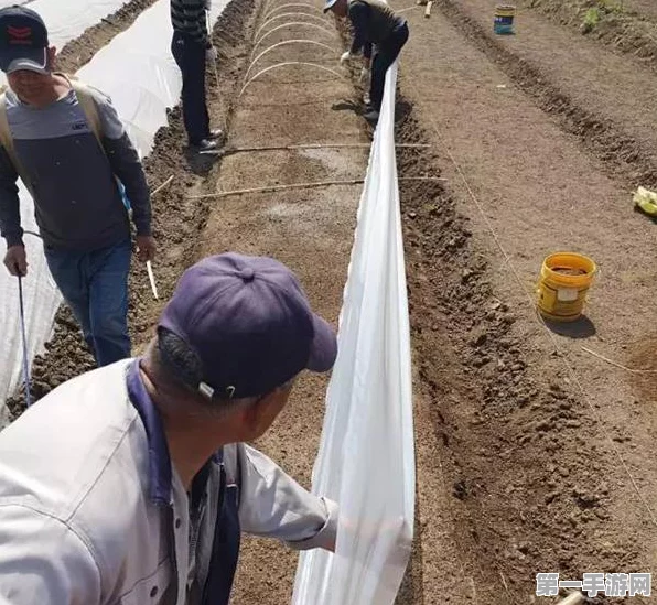 黑色沙漠手游粮食获取攻略大全🌾