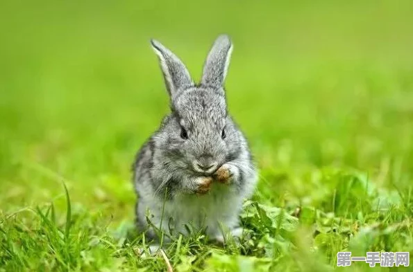 我的世界兔子饲养繁殖秘籍大公开🐰