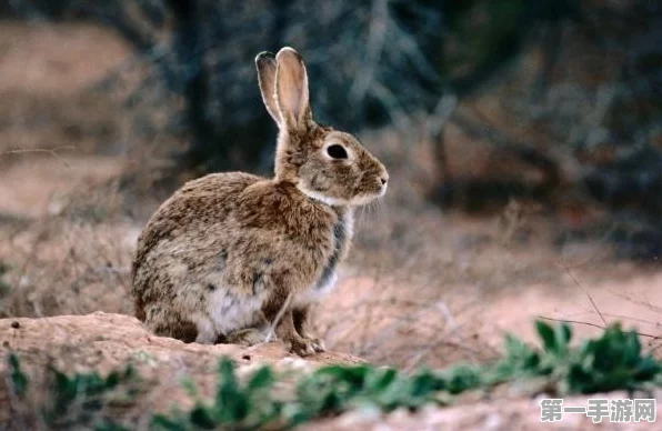 我的世界兔子饲养繁殖秘籍大公开🐰