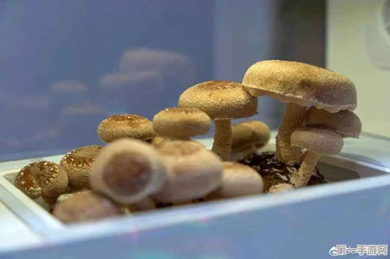 玩家惊现蘑菇过敏？移除室内蘑菇后症状奇迹般缓解🍄