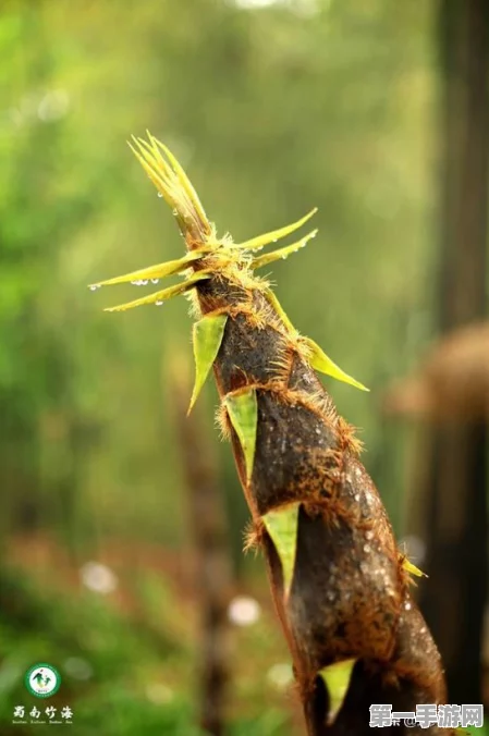 烟雨江湖，蜀南米粉支线大揭秘，味蕾与江湖的双重奇遇🍜🗡️