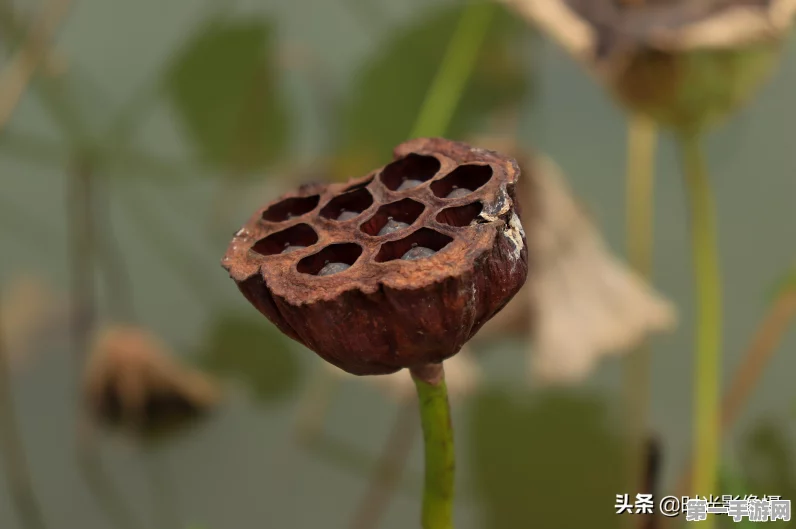 手游拍摄技巧大揭秘，手机拍拍拍，记录你的游戏精彩瞬间！📱✨