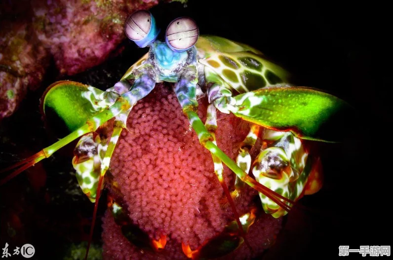 我的世界惊现神秘生物带炫酷特效！👾
