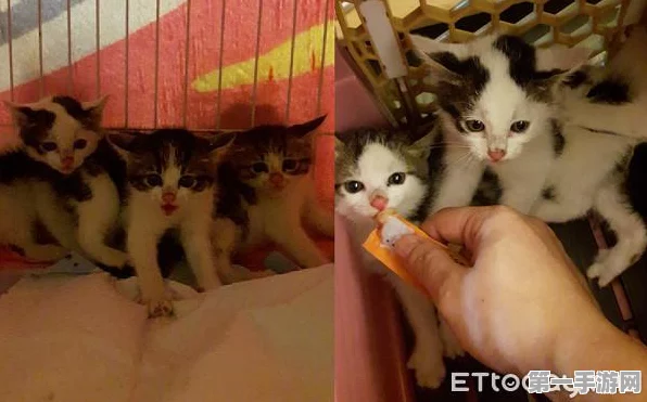 鸣潮拯救世界&猫咪任务全攻略🐱💪