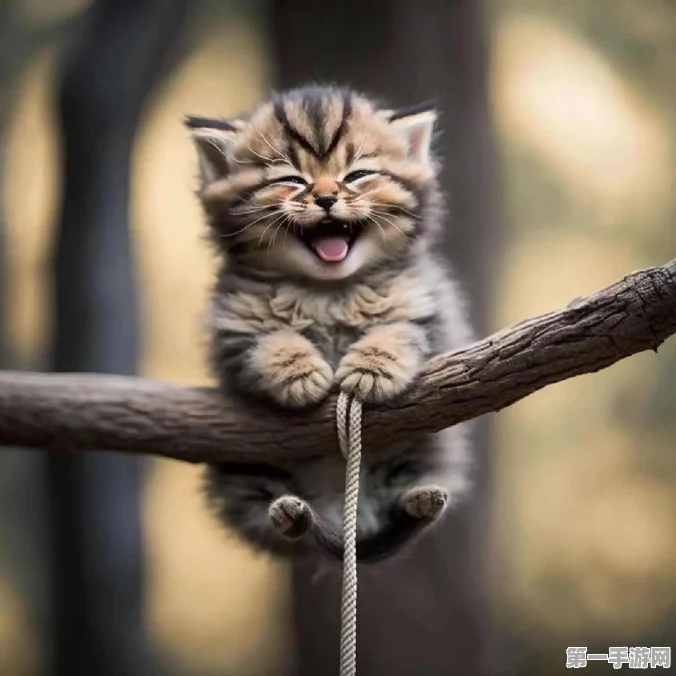 鸣潮拯救世界&猫咪任务全攻略🐱💪