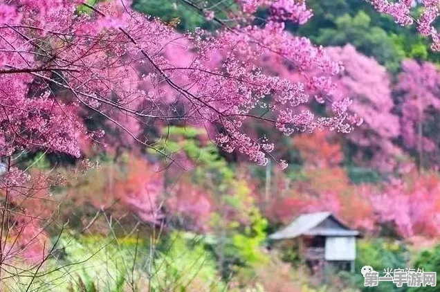 光遇樱花树烛火揭秘，浪漫与奖励并存🌸