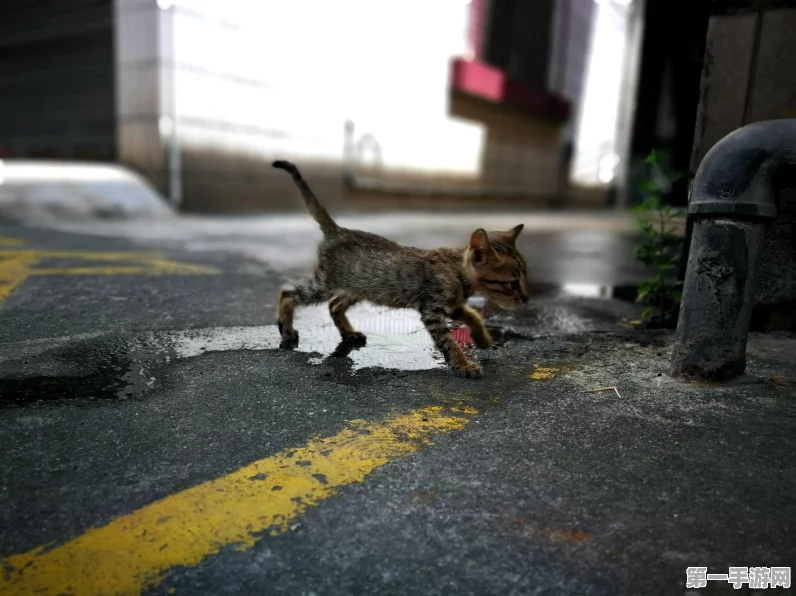 饥荒手游，解锁神秘猫尾巴攻略🐱