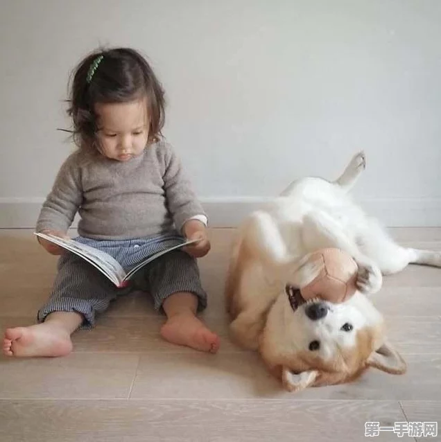 阴阳师，揭秘柴犬守护副本高效攻略🐾