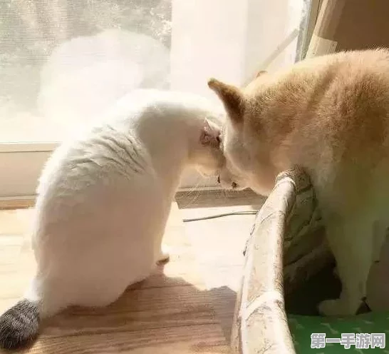 阴阳师，揭秘柴犬守护副本高效攻略🐾