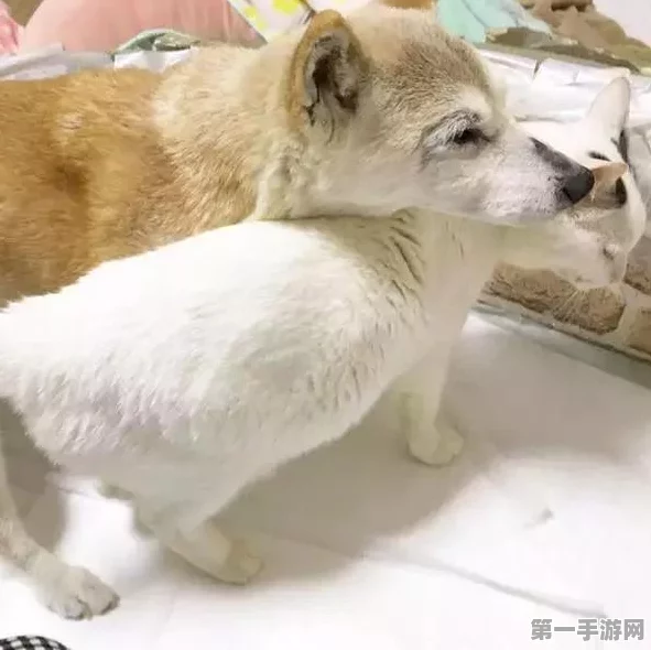 阴阳师，揭秘柴犬守护副本高效攻略🐾